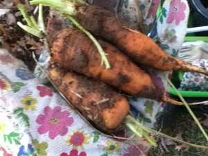 Peacefully HomeGrown