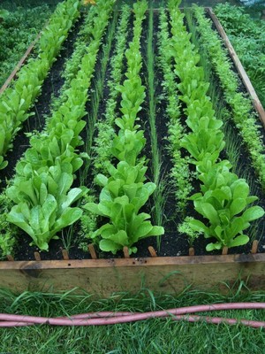 Big Head Farm