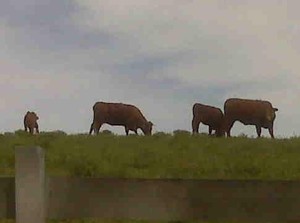 Kalon Farm