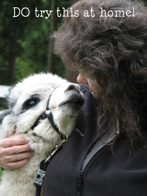 Genesis Alpacas