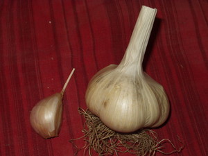 Groundswell Community Farm