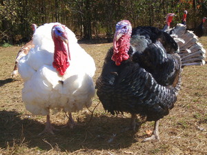 Heritage Poultry Farm