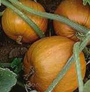 Backyard Seed Supply