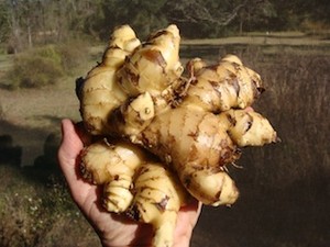 Turkey Hill Farm