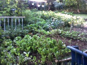 Gramp's Garden
