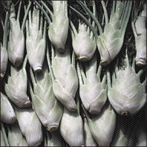 Organic Heirloom Plants
