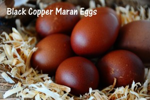 Fertilized Chicken Eggs