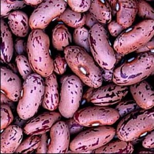 Backyard Seed Supply