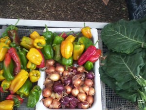 Circle Acres Farm
