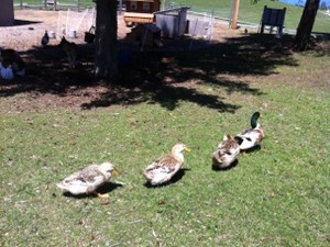 SwanView Acres
