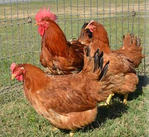 Cranberry Moon Farm