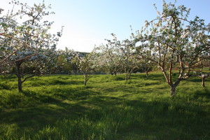 Harvest Moon Farm and Orchard