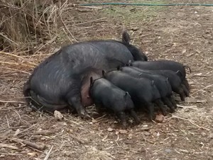 Joy of Illinois Farm