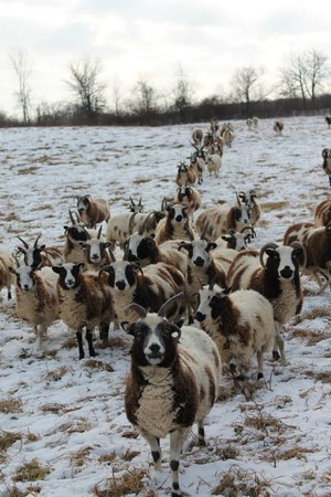 Spot Hollow Farm