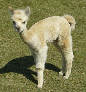 Wright Choice Alpacas