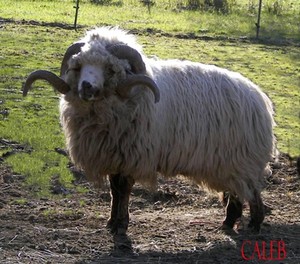 Liongate Farm