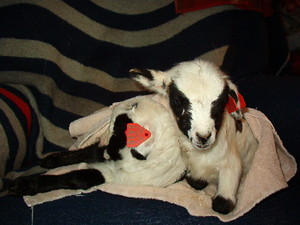 Insel Lyr Farm