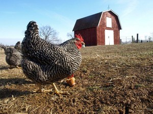 Happy Hens and Eggs