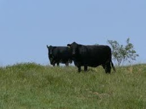 Southern California Farmers Daughters