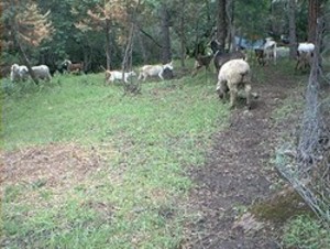 Willow Creek Ranch