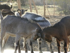 Goat Cheese Creations-Soledad Goats