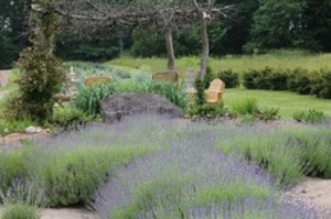 The Lavender Lane