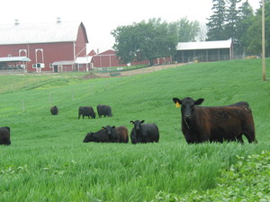 Oak Row Angus Cattle