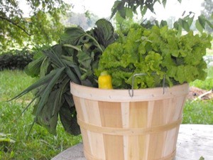 Maggie's Farm at Mulberry Creek