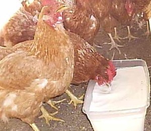 Healthy Family Farms