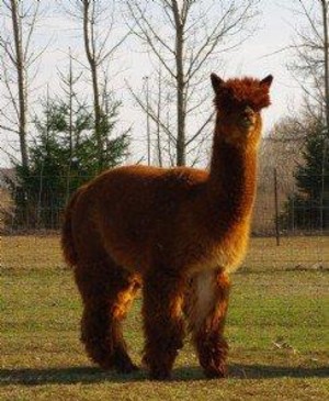 Willow Mist Acres Alpaca Farm & Boutique