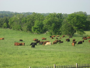 Circle G  Grass Fed Beef