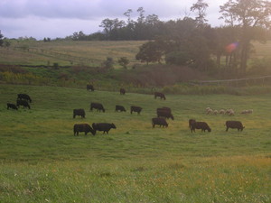 Briarmead