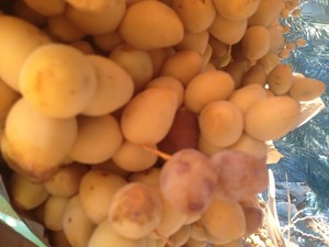 Futterman Farm