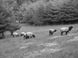 Mellow Meadow Farm