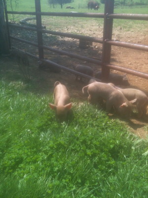 Whispering Glen Farm
