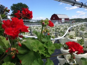 Strawberry Fields U-Pick Hydroponic Farm