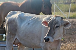 Rosey Ridge Farm