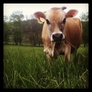 Sweet Land Farm