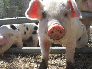 Christian Hill Farm