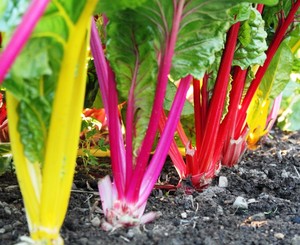 Mother Clucker's Micro Farm