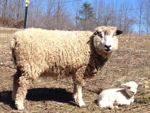 Blue Bird Legacy Farm