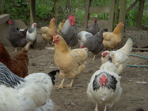 Fair Haven Farms