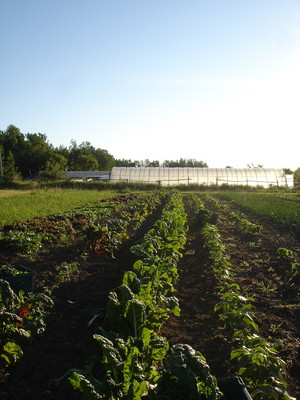 HighLand Farm