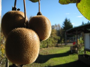 PDX Fruit Explorers