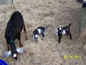 Fleming Farms