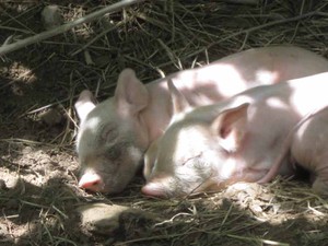 Green Acres Farm