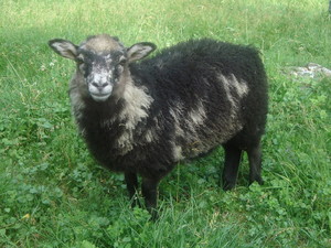 Ewe Rock Farm