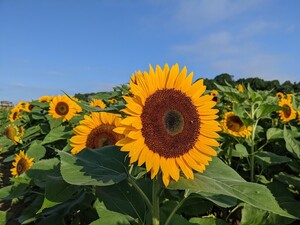 Fifer's Farm Store & Kitchen