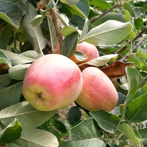EcoOrchard Organic Fruit & Olive Oil