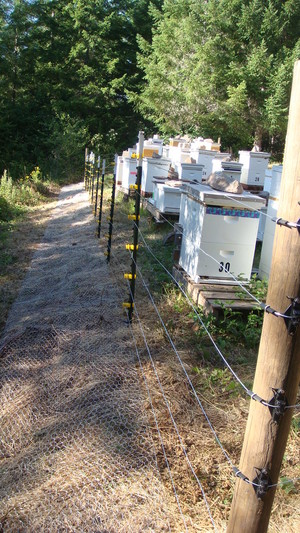 Farmer Gene's Bees